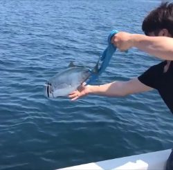 sea boss　シーボス 釣果