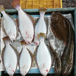 明神釣船 釣果