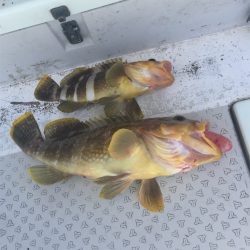 マタウマリンサービス 釣果