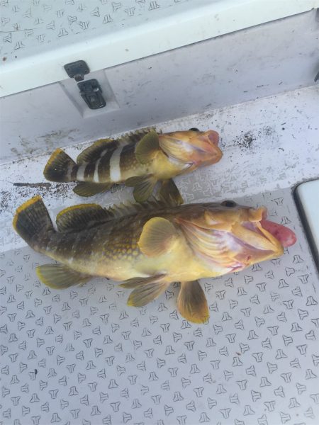 マタウマリンサービス 釣果