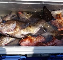 内浜丸 釣果