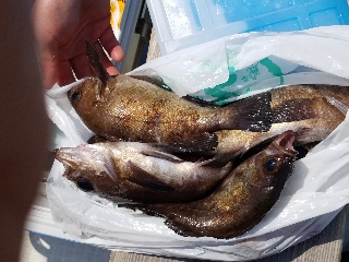 内浜丸 釣果