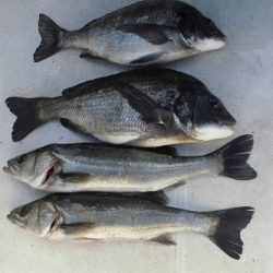 ルアー船マヒマヒ 釣果