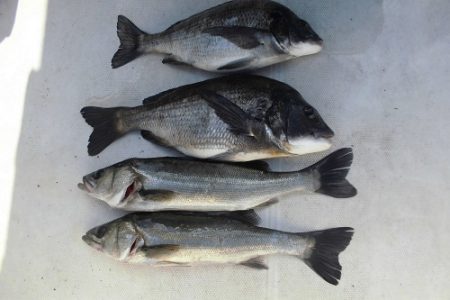 ルアー船マヒマヒ 釣果