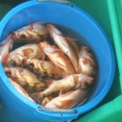 モンロー号 釣果