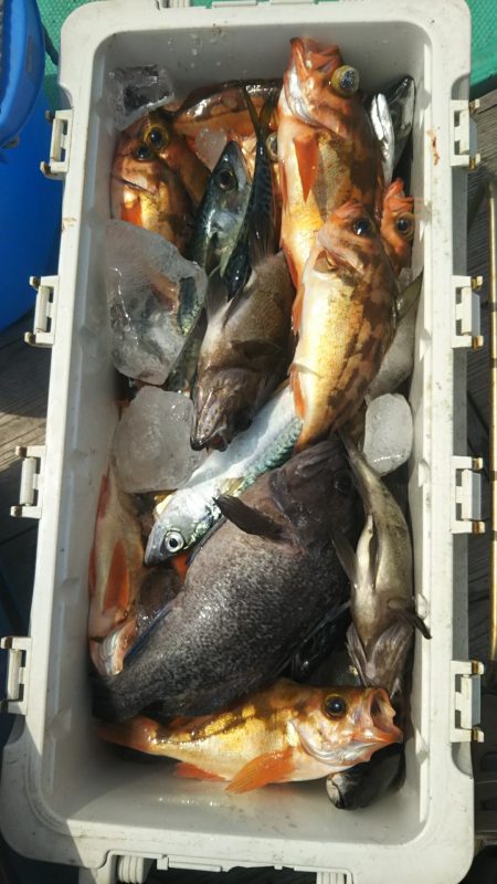 モンロー号 釣果