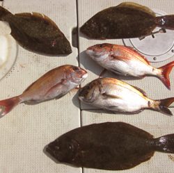 来温丸(らいおんまる) 釣果