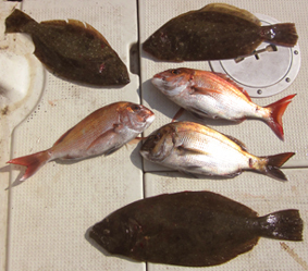 来温丸（らいおんまる） 釣果