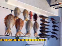 オーシャンマスター 釣果