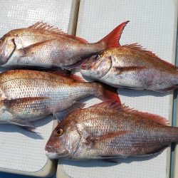 北斗 釣果