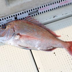 松本釣船２ 釣果