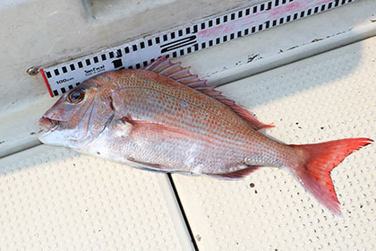 松本釣船２ 釣果