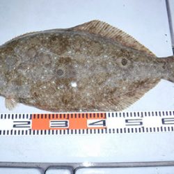 松本釣船２ 釣果