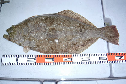 松本釣船２ 釣果