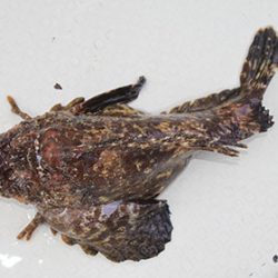 松本釣船２ 釣果