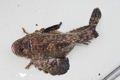 松本釣船２ 釣果