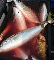 海龍丸（福岡） 釣果