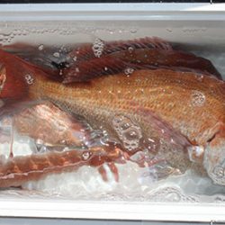 松本釣船２ 釣果