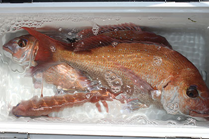 松本釣船２ 釣果