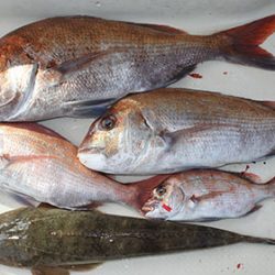 松本釣船２ 釣果