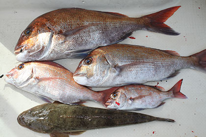 松本釣船２ 釣果