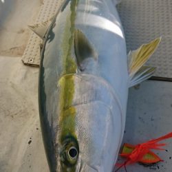 オーフリー 釣果