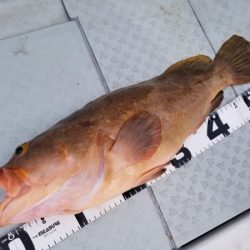 オーフリー 釣果