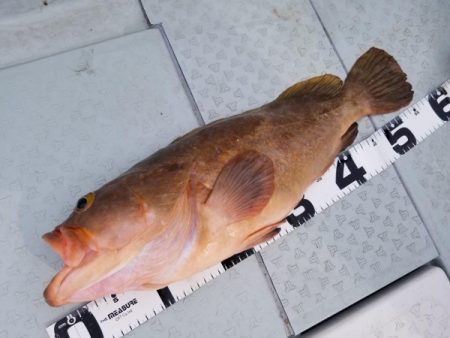 オーフリー 釣果