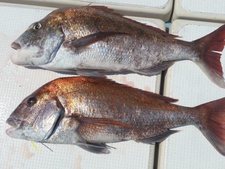 北斗 釣果