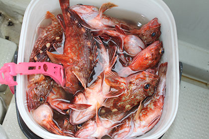 松本釣船２ 釣果