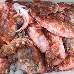 松本釣船2 釣果