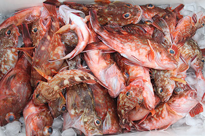 松本釣船2 釣果