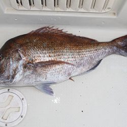 松本釣船２ 釣果