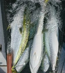 海龍丸（福岡） 釣果