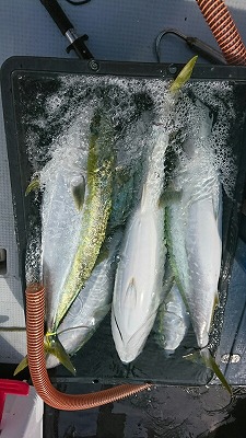 海龍丸（福岡） 釣果