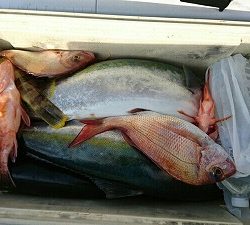 海龍丸（福岡） 釣果
