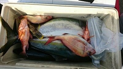 海龍丸（福岡） 釣果