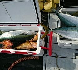 海龍丸（福岡） 釣果