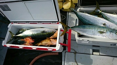 海龍丸（福岡） 釣果