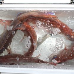 松本釣船２ 釣果