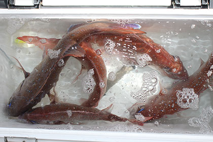 松本釣船２ 釣果