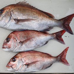 松本釣船２ 釣果