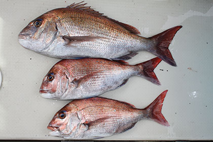 松本釣船２ 釣果