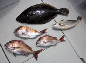 来温丸（らいおんまる） 釣果