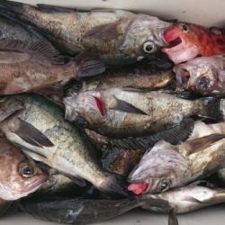 オーフリー 釣果