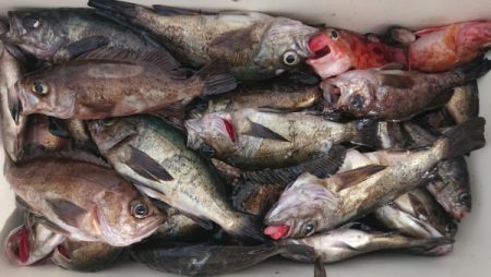 オーフリー 釣果