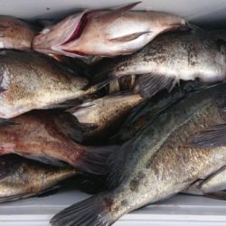 オーフリー 釣果