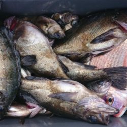 オーフリー 釣果