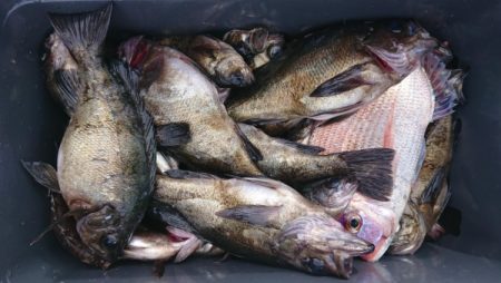 オーフリー 釣果