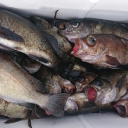 オーフリー 釣果